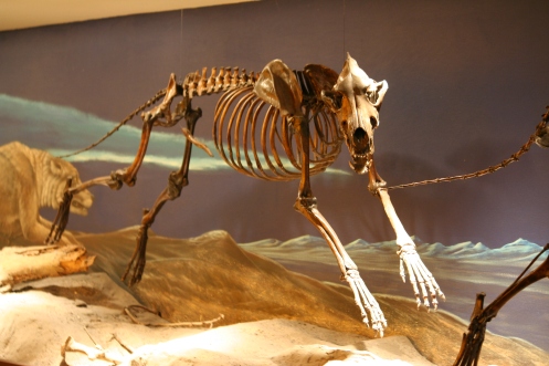 Canis_dirus_skeleton